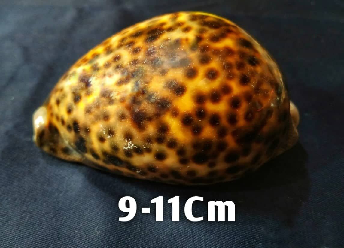 Snail For Aquarium Decoration Or Room Decoration - 1Pcs D70