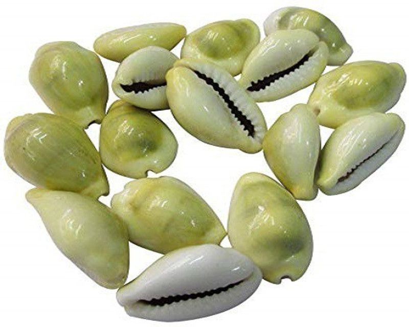 Tryviz Peeli/Yellow Kawri Kodi Peeli Cowrie Sea Shell River Rock Unplanted Substrate  (Yellow, 0.1 kg)