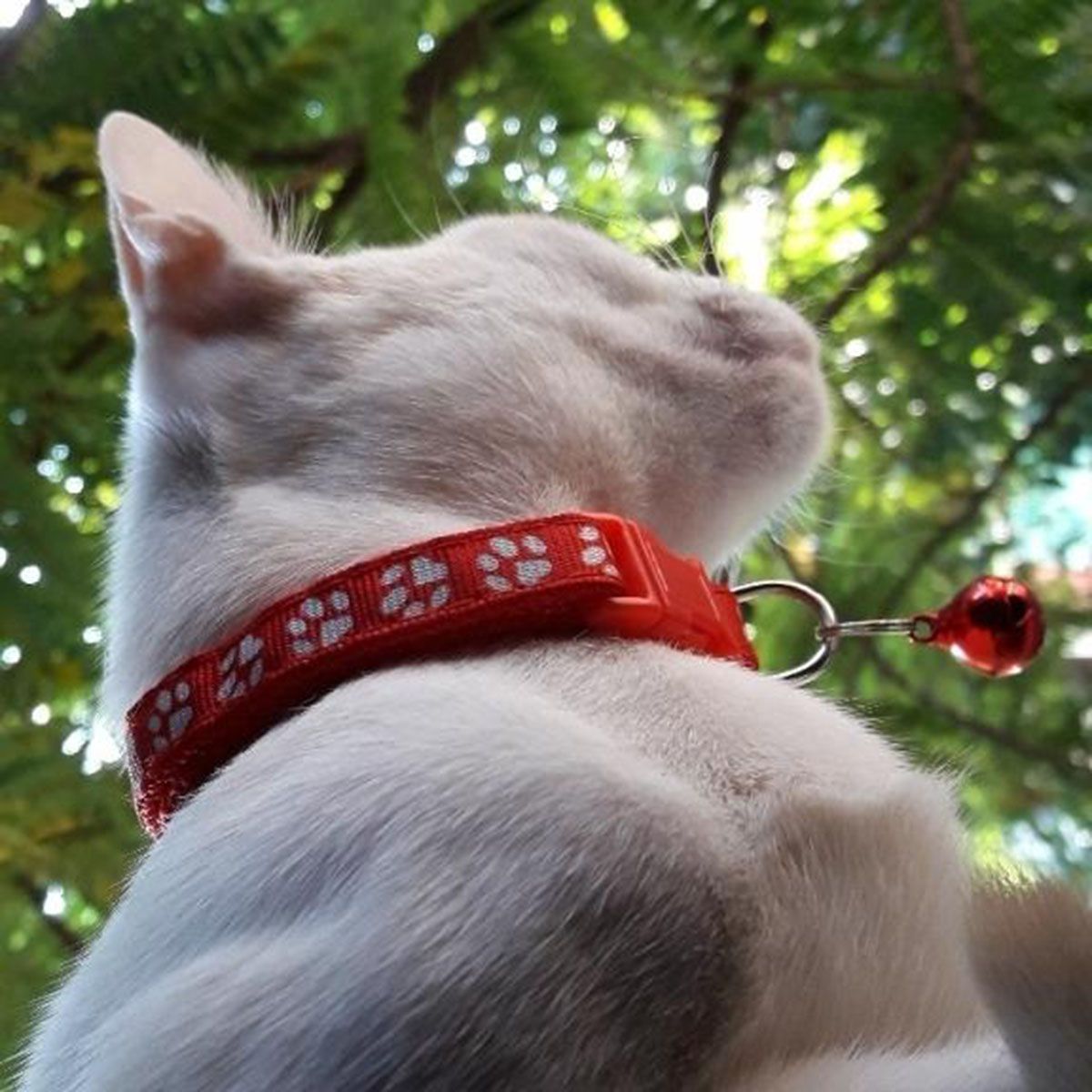Cat Neck Belt Breakaway Adjustable Strap for Chats Collier