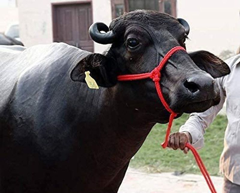 RIDEEP Cow/Buffalo/Bull Halter Nylon Rope Mohari Mohara Leash 150 cm Cow Cord Leash  (Red)