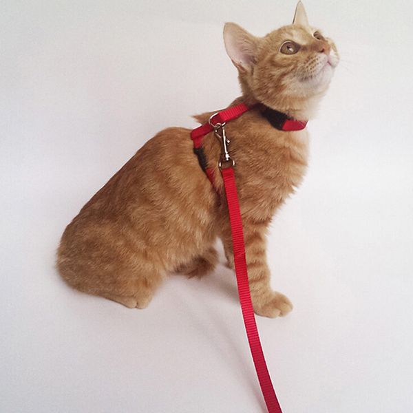 Pet Puppy & Cat Nylon Harness And Leash Set
