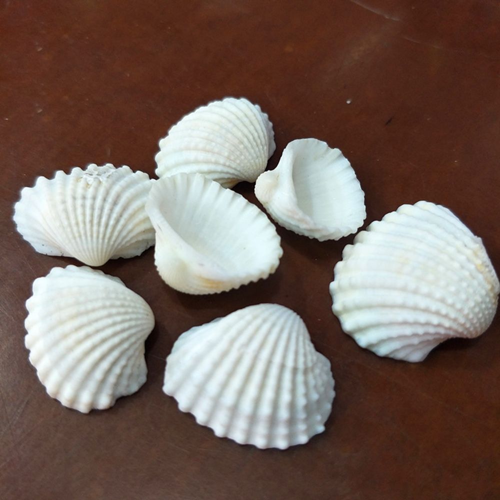 Varied Size Seashells Mixed Beach Natural Conch Cowrie Beadshells for Beach Theme Party Wedding Decorations DIY Crafts Home Decorations Candle Making Vase Fillers Fishtank Landscaping Supplies (0.4-2.4''Shells)