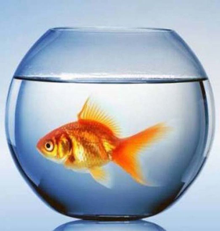 KAPDOLIYAS 7 L Fish Bowl