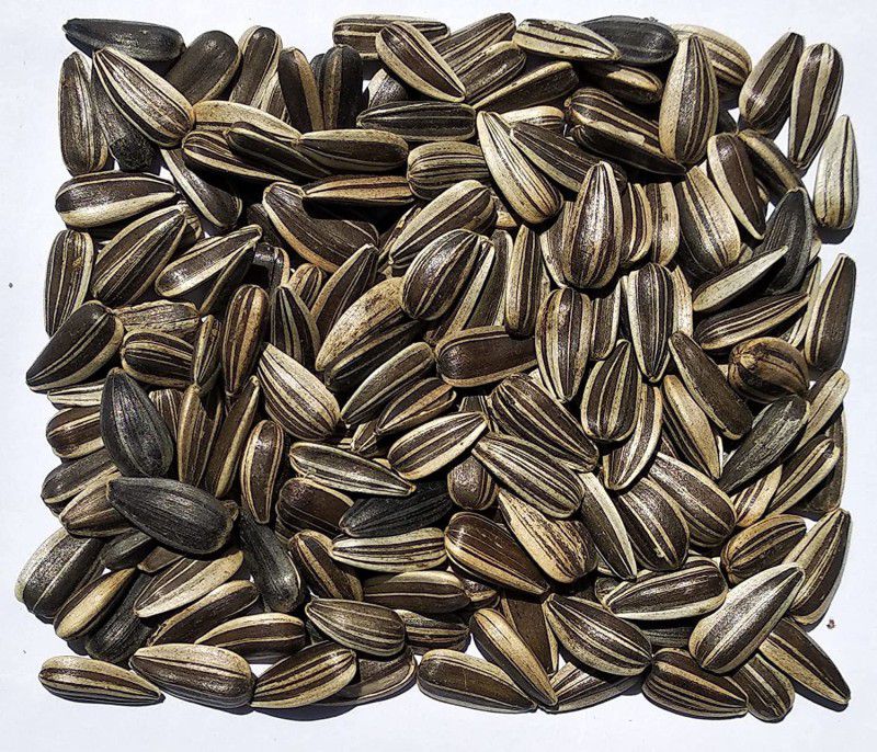 Sunflower Seed for Small and Medium Birds Food (1000 GM ) Oats 1 kg Dry Adult, New Born, Senior, Young Bird Food