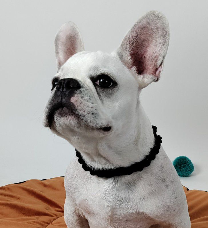 NUEVOS DOGGADIL Handmade Braided Pet Collar Dog & Cat Break Away Collar  (Large, Black)
