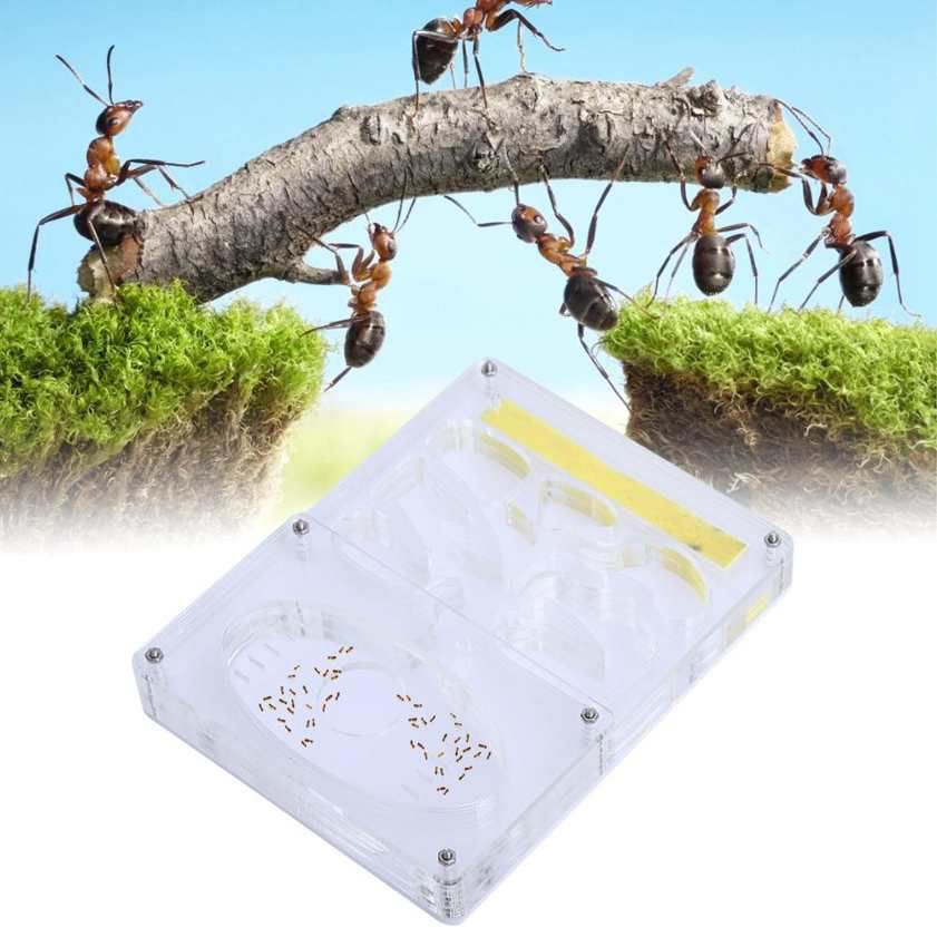 DIY Acrylic Ant Nest Farm Transparent 3D Nursery Formicarium Insect Feeding System Feed Ants