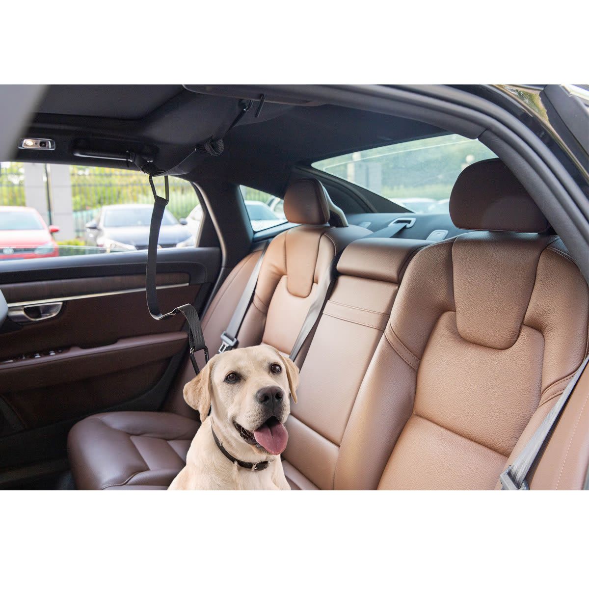 Pet Car Zip Line