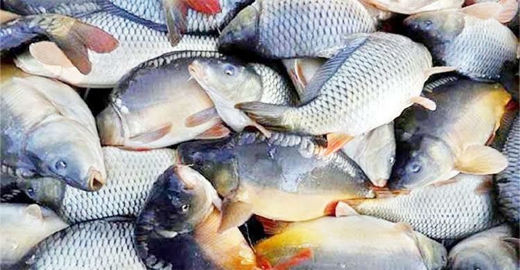 কার্ফু মাছের ড্রপ