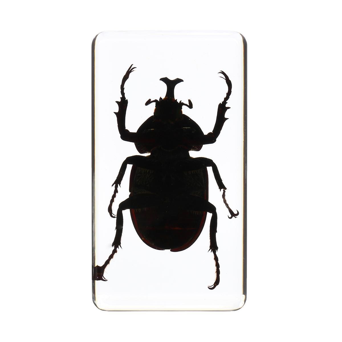 T-01 Rhinoceros Beetle Insect Specimens In Lucite Paperweight Crafts