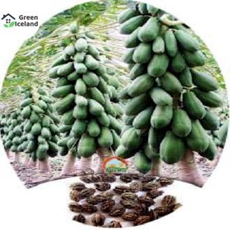 Thai 10 Pcs Papaya Seeds(পেঁপে বীজ)-10 Pcs Seeds