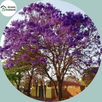 Natural Jacaranda bonsai tree Seeds - 5 Pcs Seeds