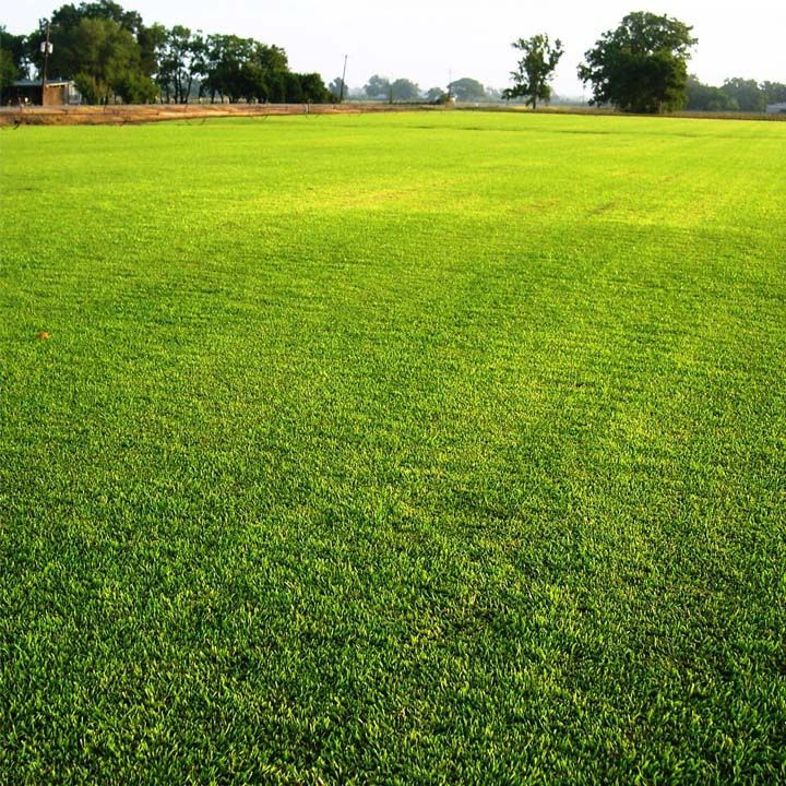 Natural Lawn Green Grass Seeds (Seeds) - 200+ Pcs Seeds