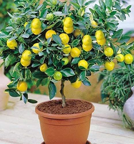 Lemon Tree Seeds Bonsai Fruit Plant Organic garden decoration plant-10Pcs seeds