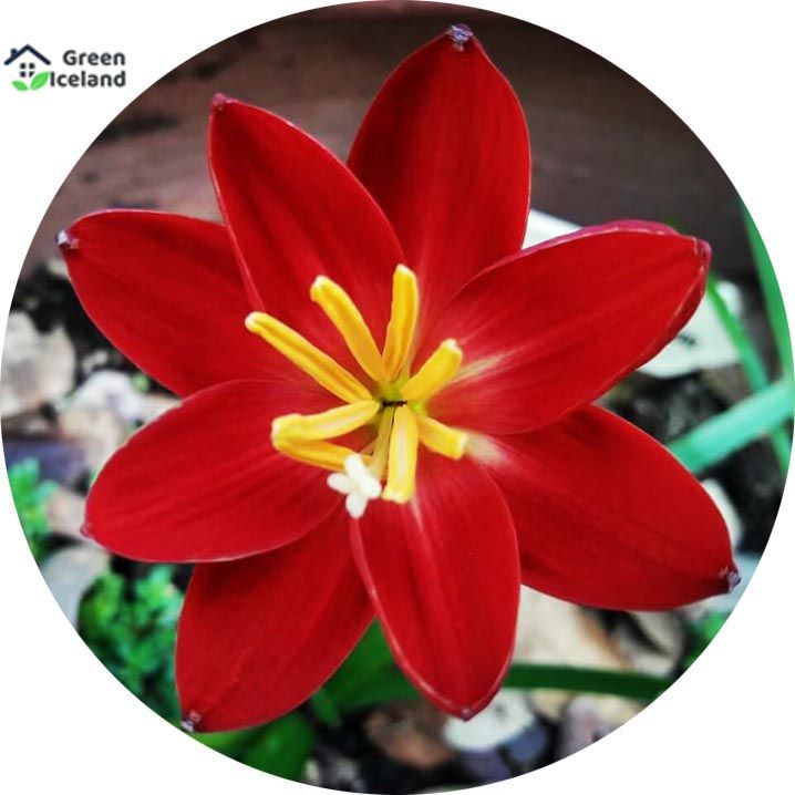 Global Mixed Zephyranthes Flower Bonsai Seeds - 10 Pcs Seeds