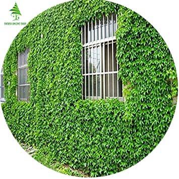 10 Pcs Natural Green Climbing Creeper Flower Seeds