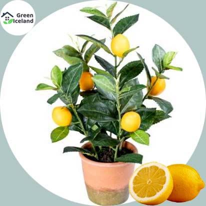 Dwarf Lemon Tree Seeds - 10 Pcs Seeds
