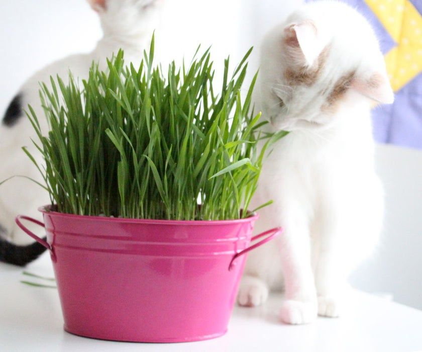 Cat Grass Bonsai seeds Herb Edible Lemongrass Kitchen Vegetable Bonsai Plant Medicinal Use Graines Legumes Potager-2000Pcs seeds