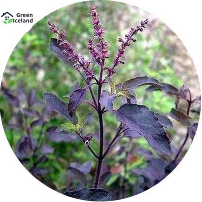 20 Pcs Natural Basil / Tulsi Seeds (তুলসী বীজ)