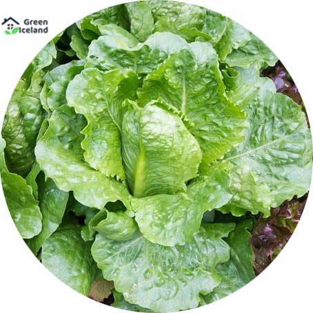 100 Pcs Lettuce Grand Rapid Seeds  Easy to Grow