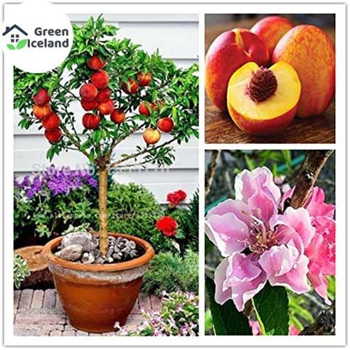 All Season Peach Tree Seeds - 5 Pcs Seeds