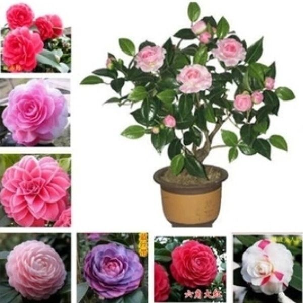 Global Camellia Seeds- 20 Pcs seeds