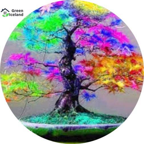 20 Pcs Organic Rare Colour Purple Maple Bonsai Seeds