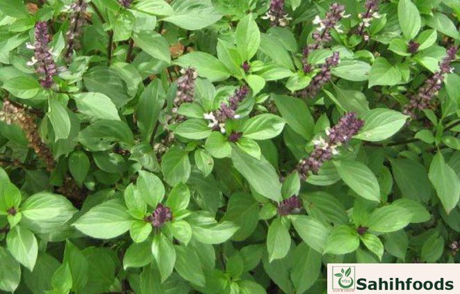 (সবুজ তুলসী বীজ )  -Green Basil Seeds - 20 Pieces