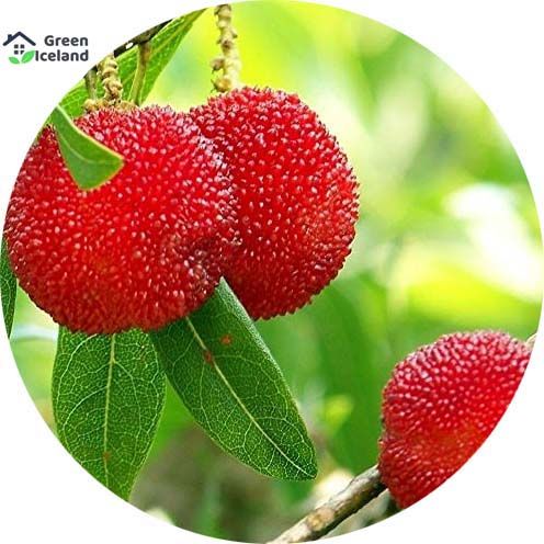 Natural Sweet Arbutus Seeds - 10 Pcs Seeds