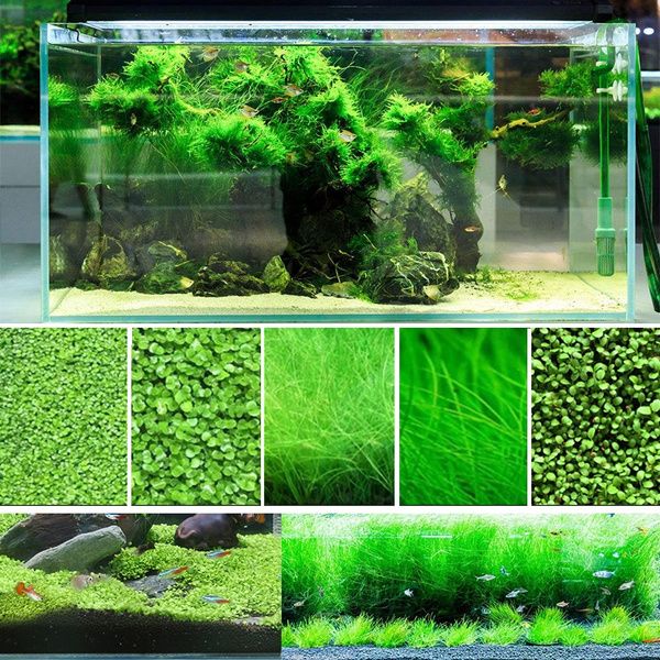 50+ Pcs Aquarium  Bonsai Grass Seeds