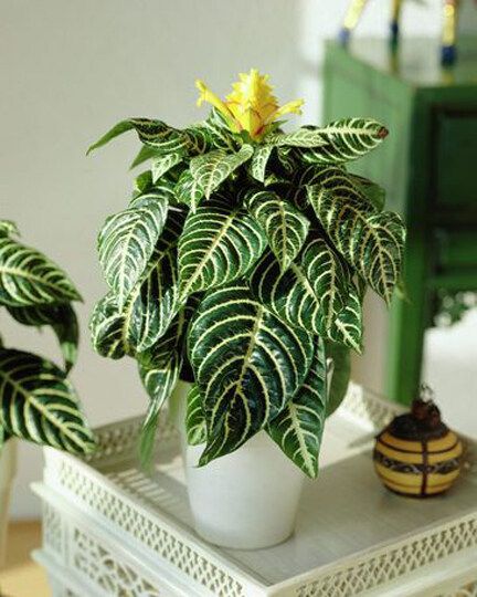 Global Rare Green Kudoacanthus Albonervosus Bonsai Seeds - 15 Pcs Seeds