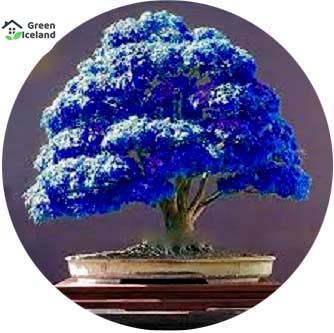 All Season Rare Mini Blue Maple Bonsai Seeds - 20 Pcs Seeds