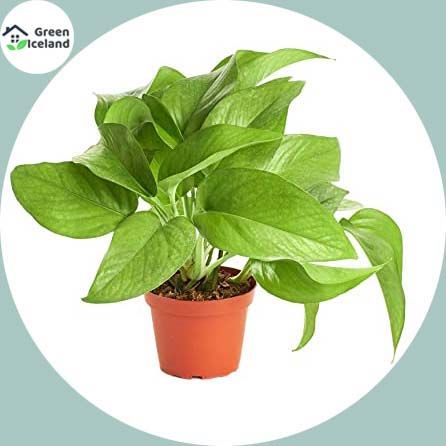Dwarf 30 Pcs Natural Philodendron Bonsai Seeds - 50 Pcs Seeds
