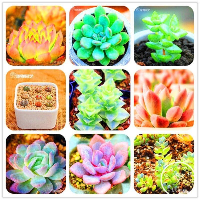 Lithops garden Succulents plant & seeds Pseudotruncatella Bonsai Flower flores-20Pcs seeds