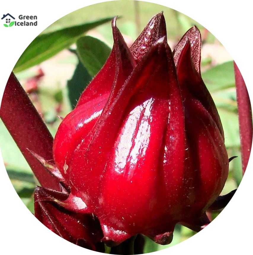 Roselle Chinese Herb Plant Seeds - 10 Pcs Seeds (Imported Global Seeds)