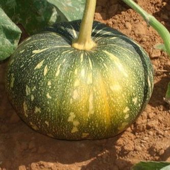 Deshi Organic Sweet Pumpkin Tree Seeds - 10 Pieces Seeds