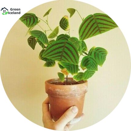 Global Christia Vespertilionis Mixed Bonsai Seeds - 50 Pcs Seeds