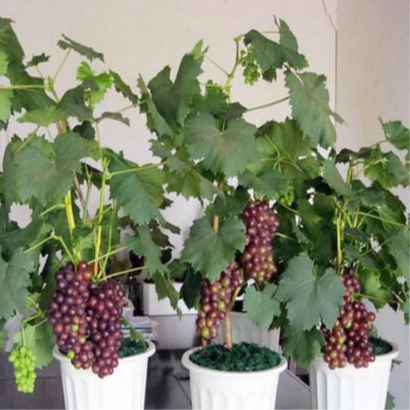 Kashmiri Red Grape Seeds  - 15 Pcs Seeds