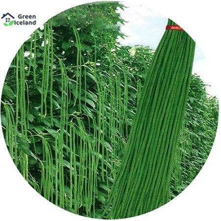 All Season Long Bean Seeds  - 30 Pcs Seeds