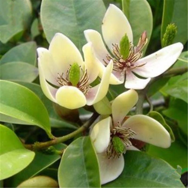 5 Pcs(বীজ)Orchid Seeds Michelia Figo Tree seeds Michelia Figo Folwer Seeds