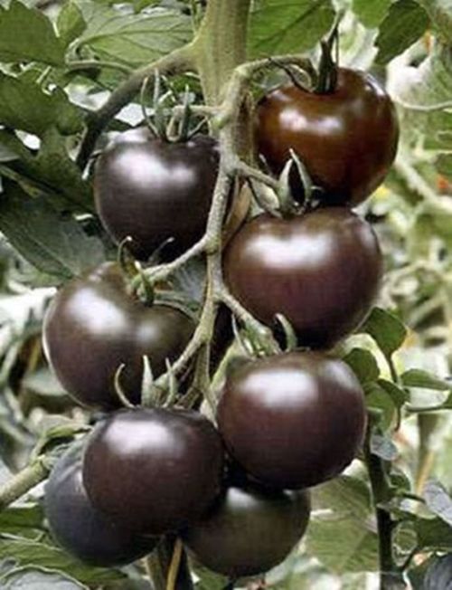 Organic Black Cherry Tomato Rare Sweet Fruit Vegetable Organic NUTRIENT- 15 Pcs seeds