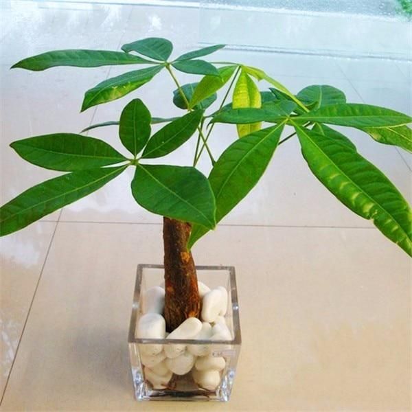 1pcs Pachira Macrocarpa True Bonsai Tree Pachira Money Tree for Home Garden Plant