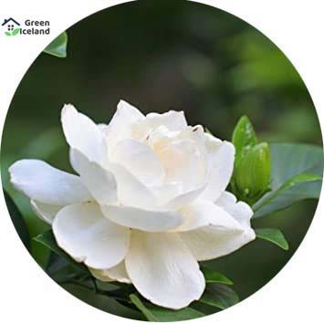 20 Pcs Gardenia Bulbs Jasmine Flower Seeds - 20 Pcs Seeds (Imported Global Seeds)