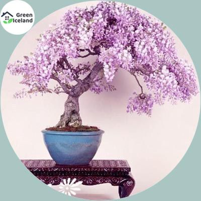 Rare Colourful Mini Bonsai Wisteria Tree Seeds - 50 Pcs Seeds