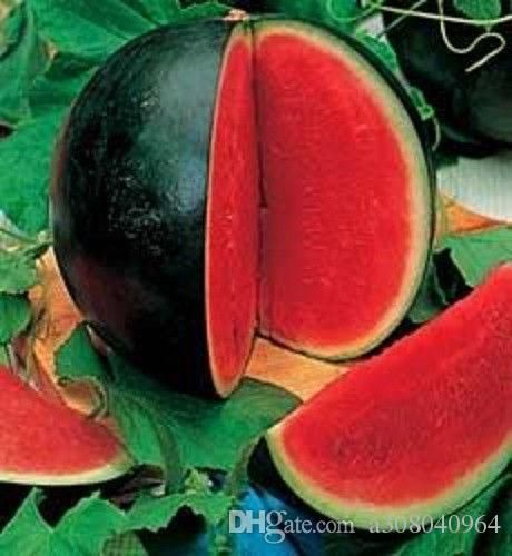 Compare with similar Items SUGAR WATERMELON Citrullus lanatus Fruit Seeds garden decoration plant 10pcs seeds