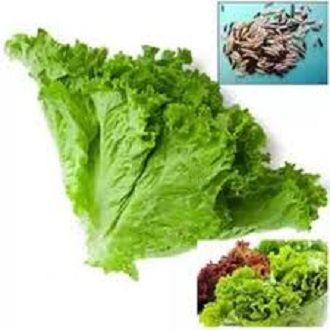 Lettuse Seed - 20 pcs - লেটুস পাতার বিজ