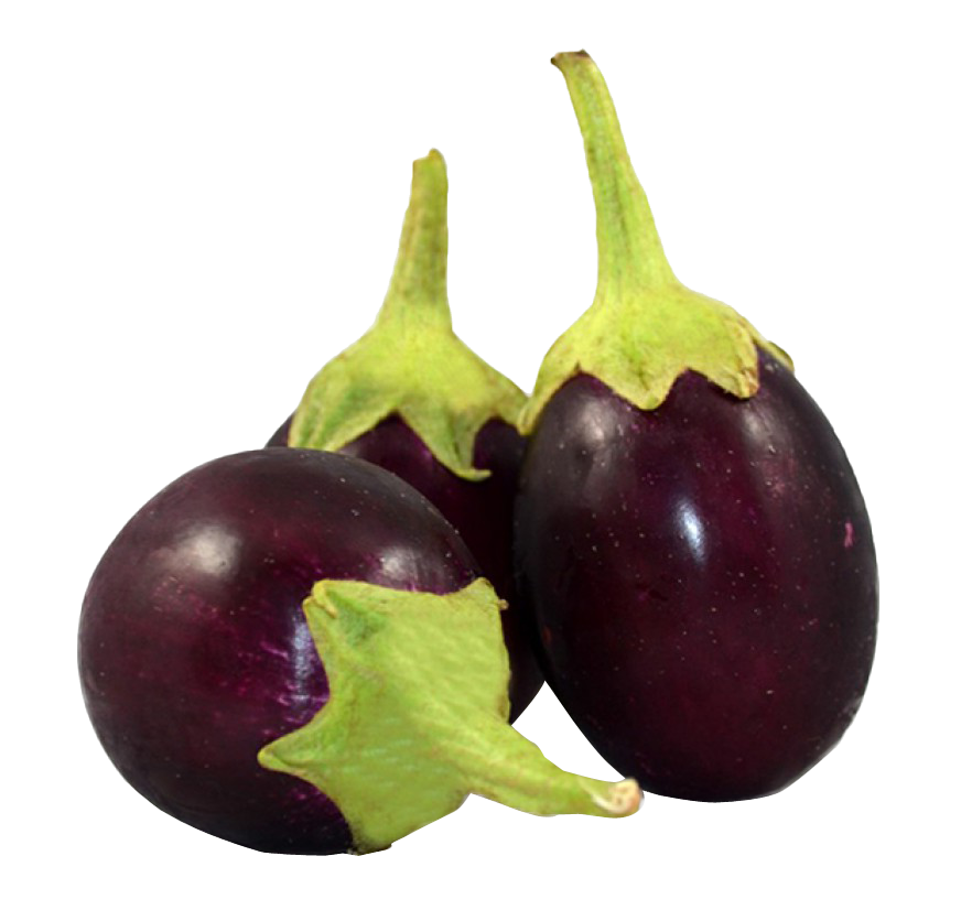 All Season Brinjal Seeds 0.1gm Intact Pack