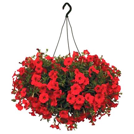 Egrow 20Pcs/Bag Petunia Seeds Bonsai Seeds Rare Variety Hardy Lasting Balcony Yard Flowers Seeds