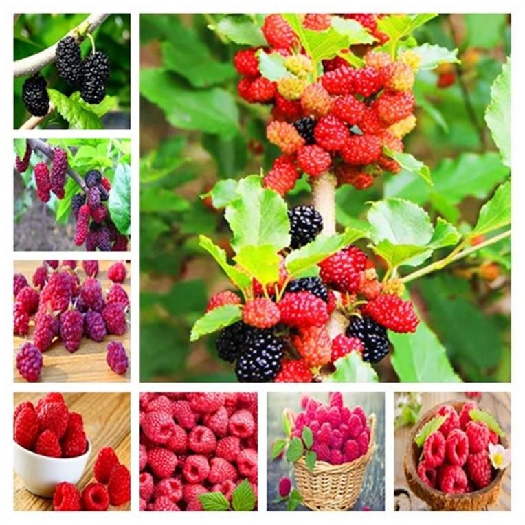 Red Raspberry Bonsais, Garden Fruit Plant, Juicy And Delicious Seeds-100 Pcs Seeds