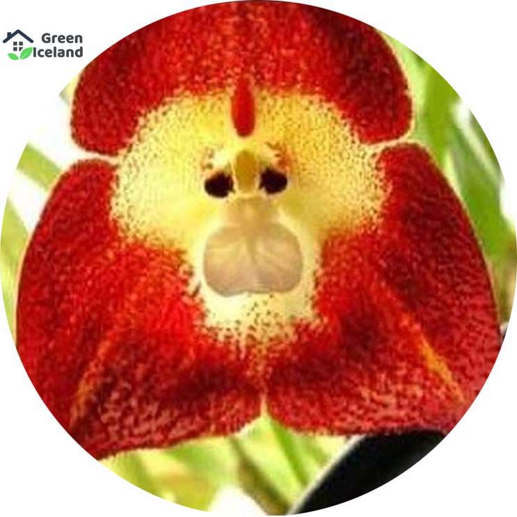 Monkey Face Orchid Seeds- 10 Pcs Seeds