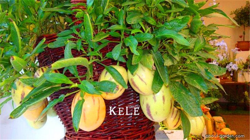 Mini Sweet Melon Bonsai Melon Tree Non GMO-Organic Fruit And Vegetable Bonsai For DIY Home Garden & seeds-10Pcs seeds